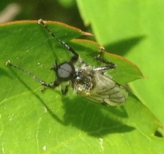 Bibio albipennis