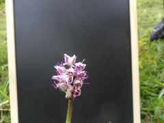 Orchis simia