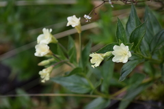 Epilobium luteum