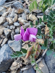 Lathyrus brachycalyx