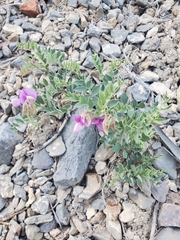 Lathyrus brachycalyx