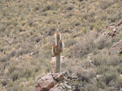 Trichocereus tarijensis