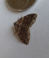 Anticlea multiferata