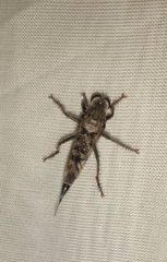 Asilinae
