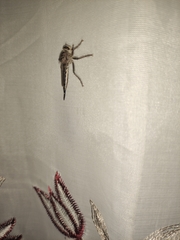 Asilinae