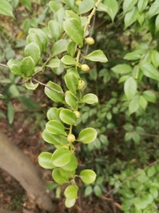 Dendrotrophe varians