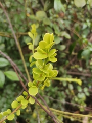 Dendrotrophe varians