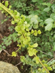 Dendrotrophe varians