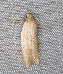 Eochrois acutella