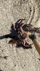 Romaleon antennarium