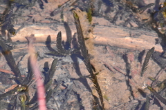 Fontinalis neomexicana