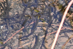 Fontinalis neomexicana