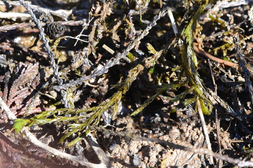 Image of Fontinalis neomexicana by no rights reserved