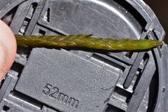 Fontinalis neomexicana