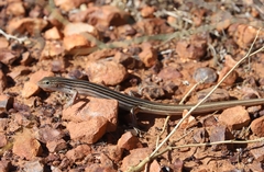 Ctenotus lateralis