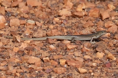 Ctenotus lateralis