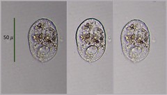 Trinema complanatum