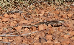 Ctenotus lateralis