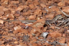 Ctenotus lateralis