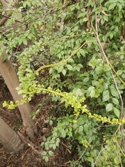 Dendrotrophe varians