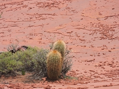 Trichocereus tarijensis