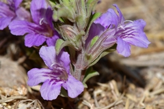 Dyschoriste schiedeana