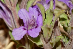 Dyschoriste schiedeana