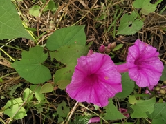 Ipomoea pedicellaris