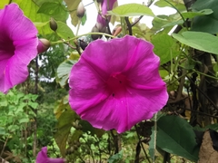 Ipomoea pedicellaris