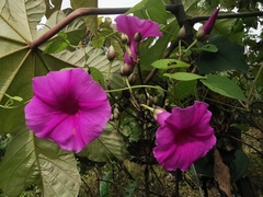 Ipomoea pedicellaris