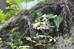 Epidendrum conopseum image