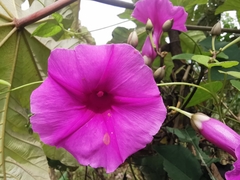 Ipomoea pedicellaris