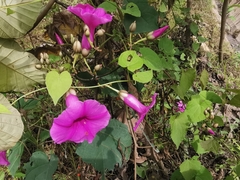 Ipomoea pedicellaris