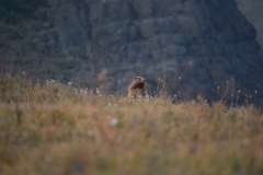 Marmota olympus