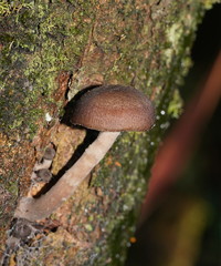 Armillaria hinnulea