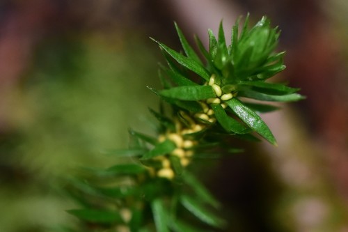Image of Huperzia occidentalis by no rights reserved