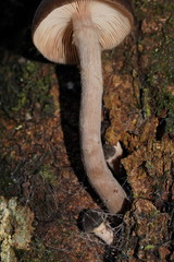 Armillaria hinnulea