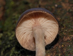 Armillaria hinnulea