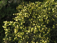 Acacia brownii