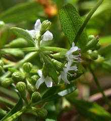 Mentha diemenica