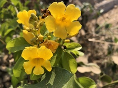 Adenocalymma inundatum