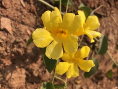 Adenocalymma inundatum