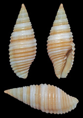 Pseudonebularia sarinoae