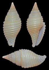 Pseudonebularia silviae