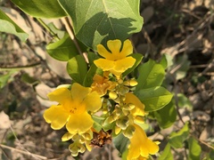 Adenocalymma inundatum