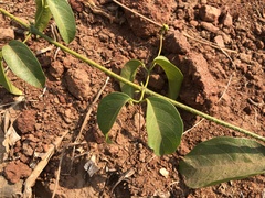 Adenocalymma inundatum