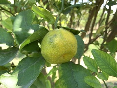Citrus depressa
