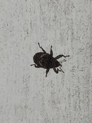 Eubulus