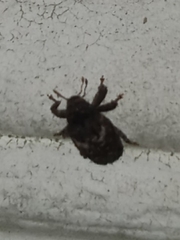 Eubulus