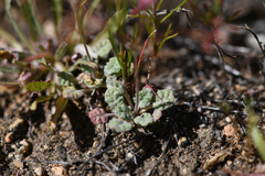 Eriogonum thurberi